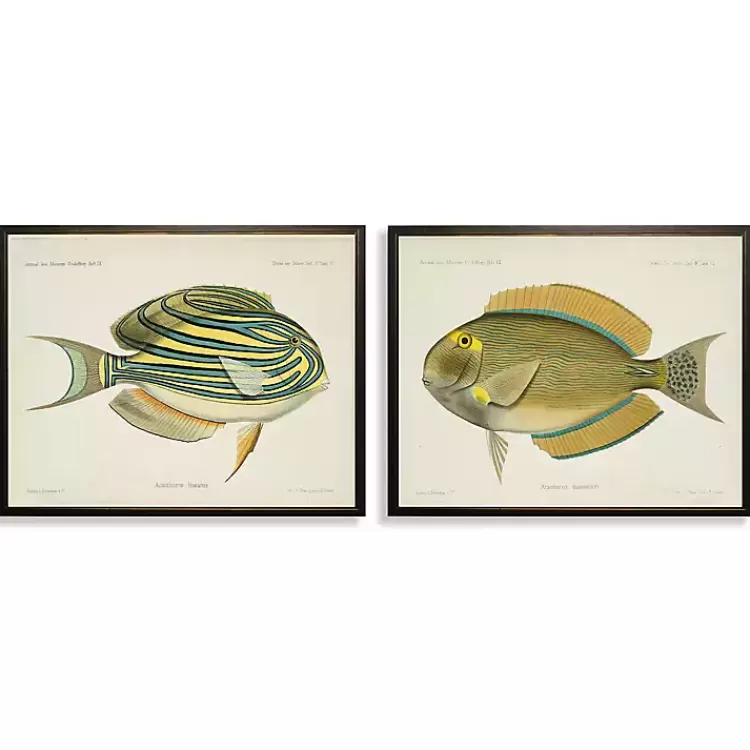 Acanthurus Fish Framed Art Prints, Set of 2>Kirklands Home Online