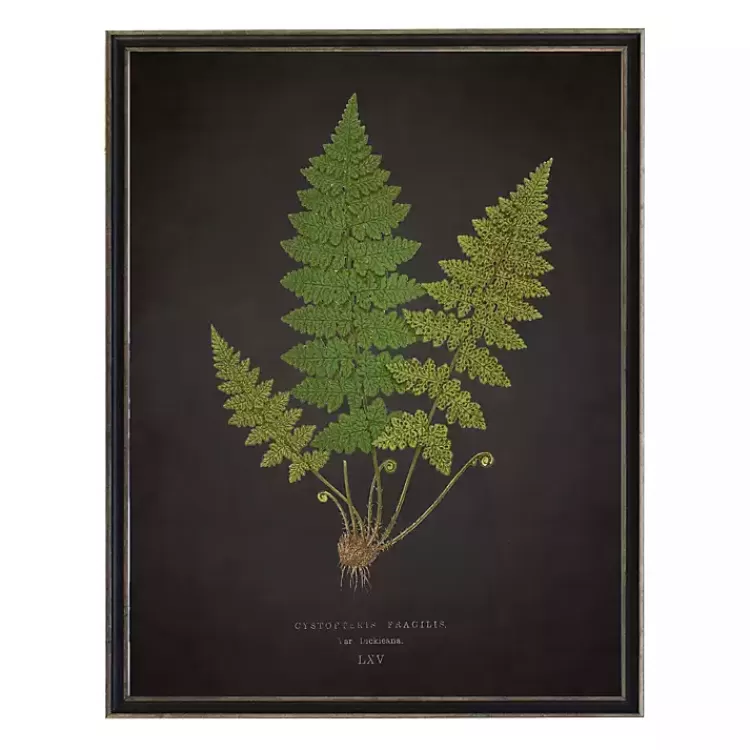 Black Fern VI Framed Art Print>Kirklands Home Hot