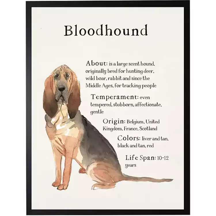 Bloodhound Facts Framed Wall Plaque>Kirklands Home Hot