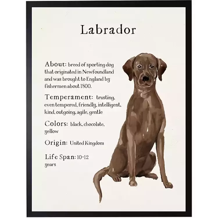 Chocolate Labrador Facts Framed Wall Plaque>Kirklands Home Outlet