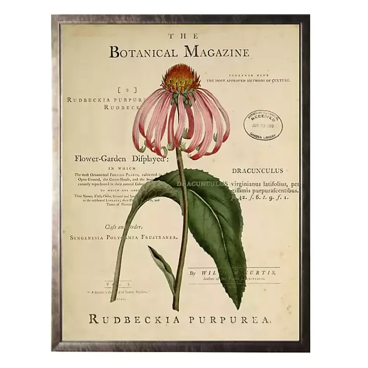 Coneflower Botanical Magazine Framed Art Print>Kirklands Home Outlet