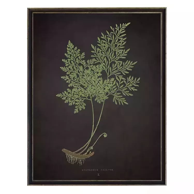 Fern Bookplate VII Framed Art Print>Kirklands Home Best