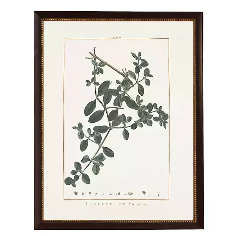 Illecebrum Greenery Black Beaded Framed Art Print>Kirklands Home Cheap