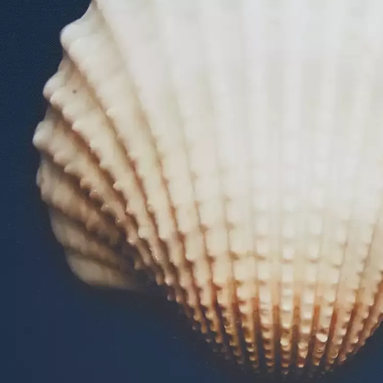 ocean_shell_framed_canvas_art_prints_set_of__4.webp Ocean Shell Framed Canvas Art Prints, Set of 4>Kirklands Home Best