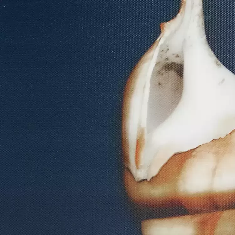 ocean_shell_framed_canvas_art_prints_set_of__5.webp Ocean Shell Framed Canvas Art Prints, Set of 4>Kirklands Home Best
