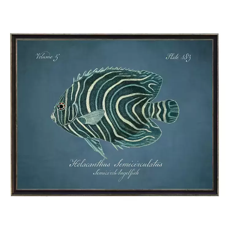Semicircle Angelfish Framed Wall Art>Kirklands Home Clearance