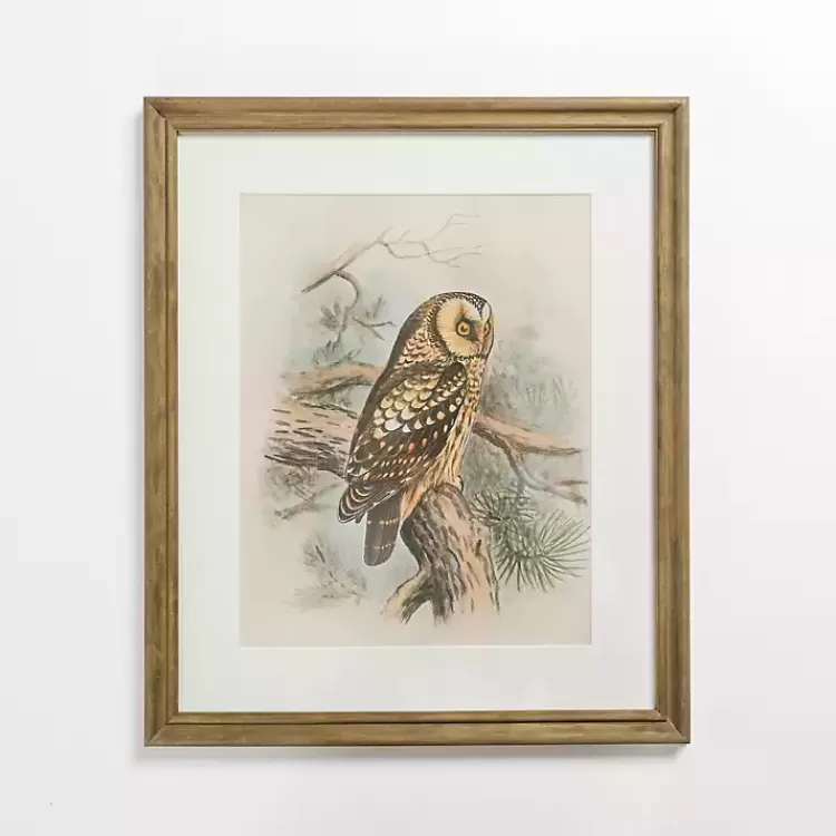 Tengmalm Owl Framed Art Print>Kirklands Home Best