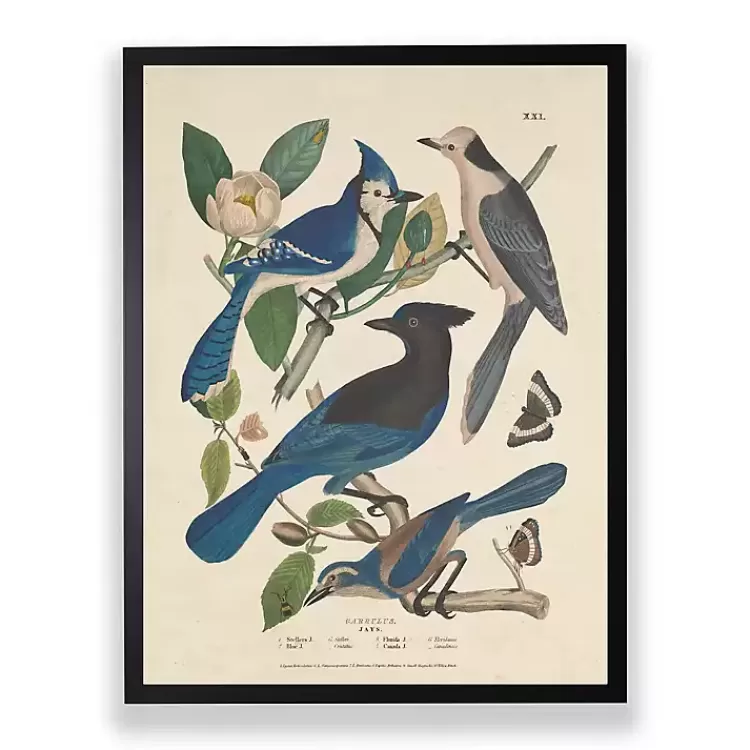 Vintage Blue Jays Birds Framed Art Print>Kirklands Home Best
