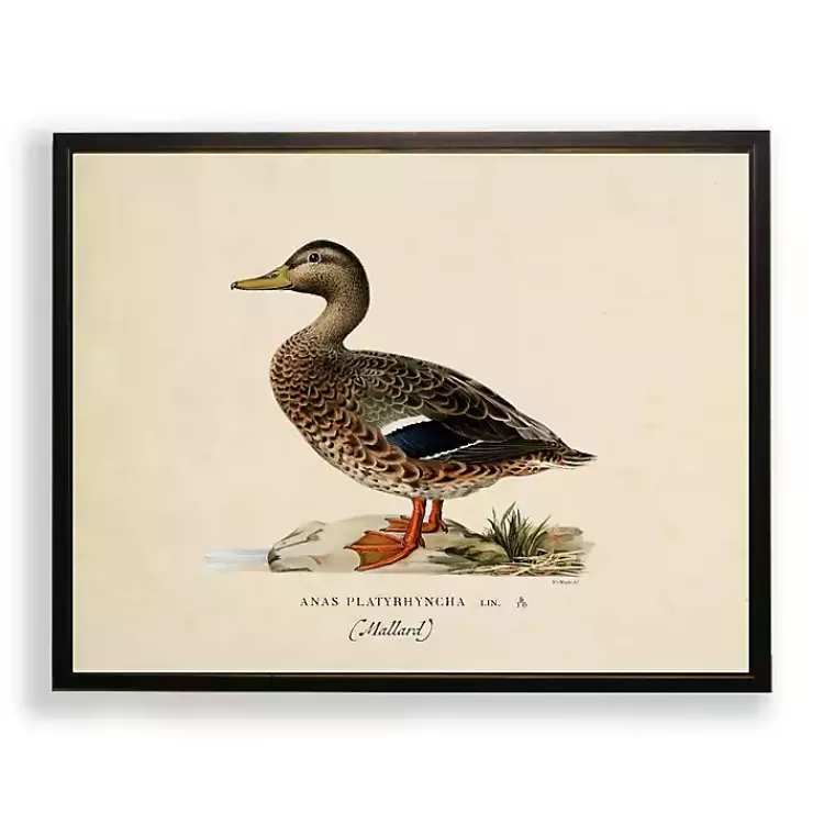 Vintage Female Mallard Duck Framed Art Print>Kirklands Home Store