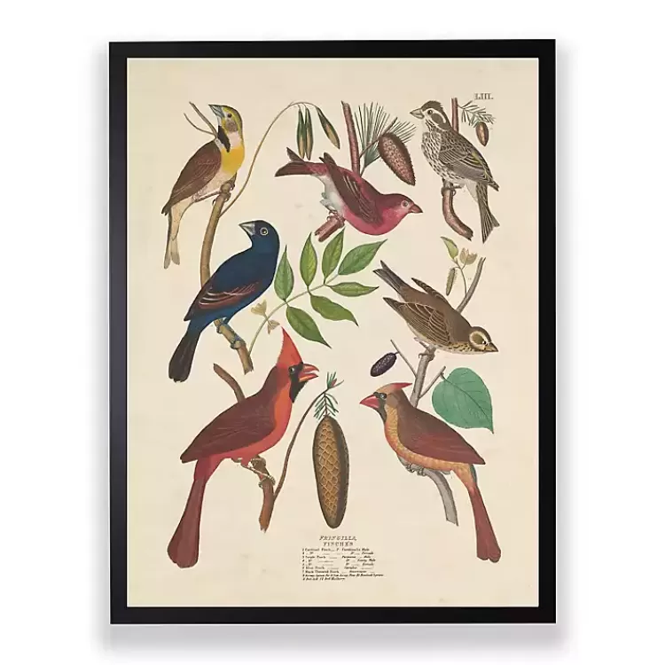 Vintage Finch Birds Framed Art Print>Kirklands Home Best