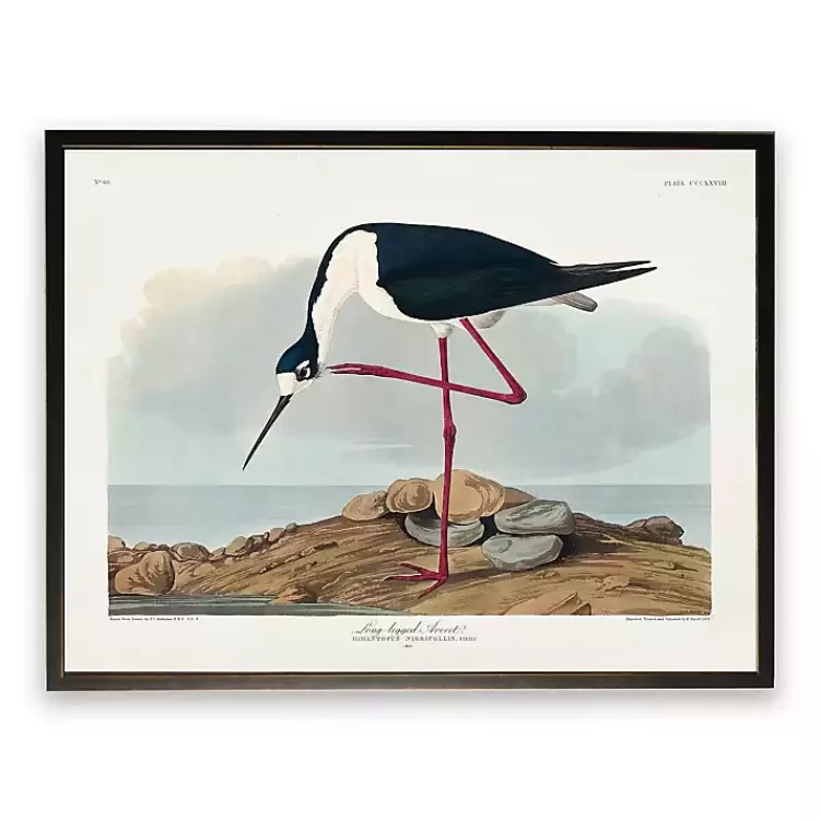 Vintage Long Legged Avocet Framed Art Print>Kirklands Home Fashion